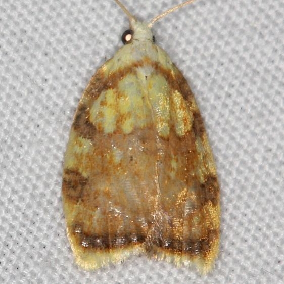 3502 Red-edged Acleris Moth Ash Rapids Lodge Lake of the Woods Ont 7-20-17 (5)_opt