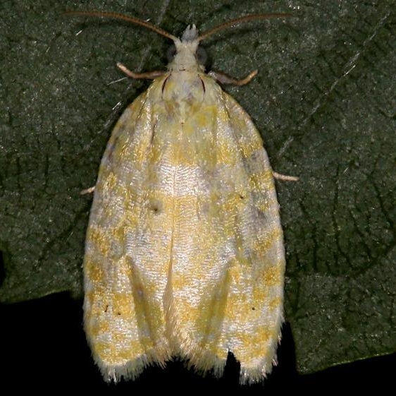 3503 Oak Leaftier Moth yard 6-2-13