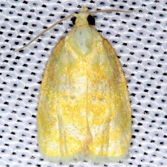 3503 Oak Leaftier Moth Shawnee St Pk Oh 6-14-13