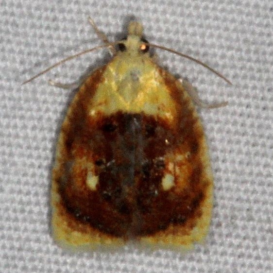 3504 Blueberry Leaftier Moth Copperhead Firetower Shawnee St Forest 6-13-15