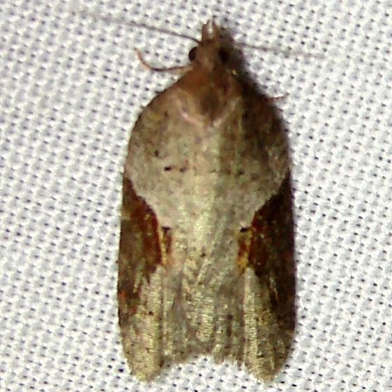 3506 Acleris macdunnoughi Thunder Lake UP Mich 10-3-11