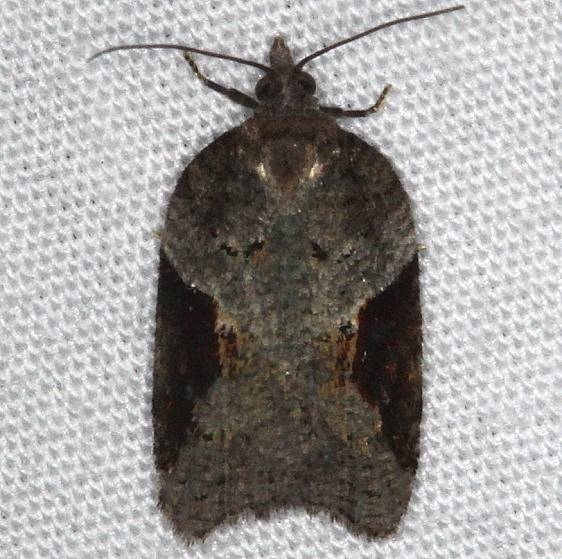 3506 Acleris macdunnoughi Thunder Lake UP Mich 9-30-14