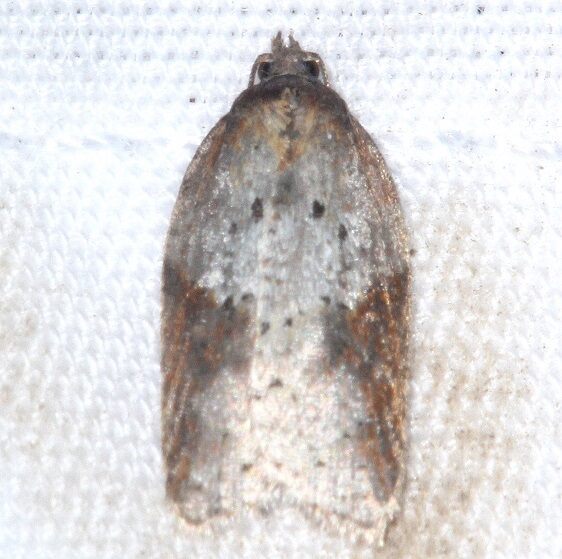 3506 Acleris macdunnoughi yard-5-23-24