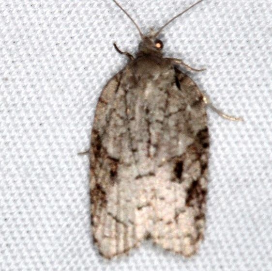 3509 Acleris ptychogrammos Jenny Wiley St Pk Ky 4-19-16