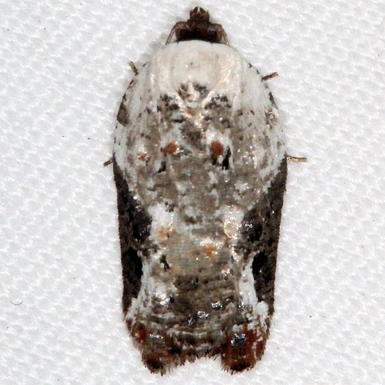 3510 Snowy-shouldered Acleris Moth yarda 5-8-16_opt