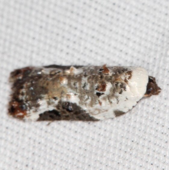 3510-Snowy-shouldered-Acleris-yard-4-11-23