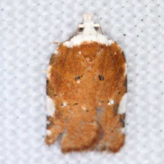 3514-Acleris-cervinana-Bears-Den-Cabin-near-umberland-falls-St-Pk-Ky-5-29-25