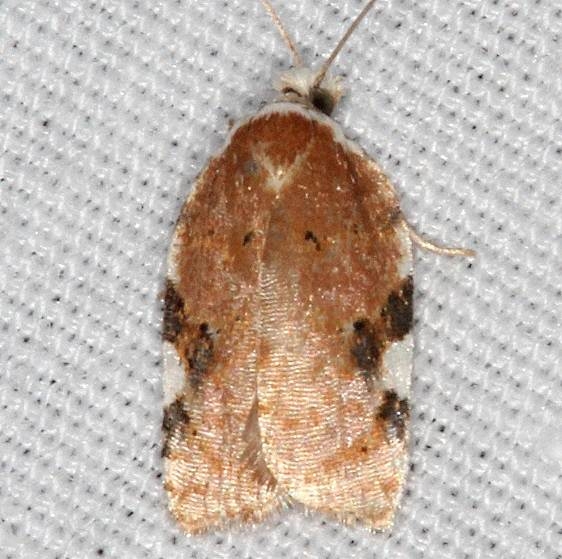 3514 Acleris cervinana Burr Oak Cove Wayne Natl Forest Oh 8-4-18 (17)_opt
