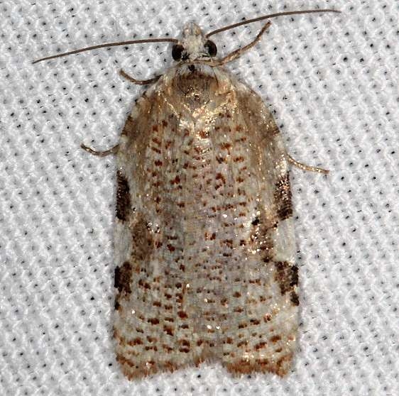 3514 Acleris cervinana yard 4-16-19