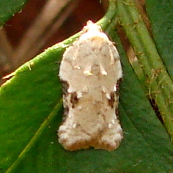 3517 Acleris subnivana Clearcreek Metro Cemetary Ridge Trail Oh 10-27-14