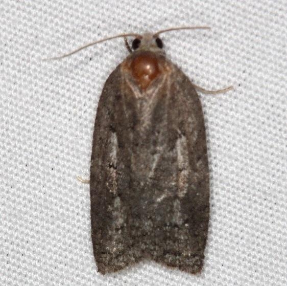 3520 Small Aspen Leaftier Moth Thunder Lake Up Mich 6-22-14