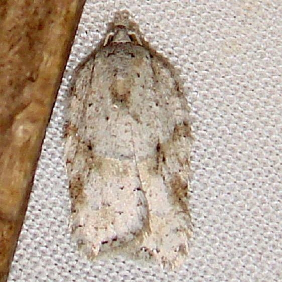 3523 Acleris cornana Thunder Lake UP Mich 10-2-11