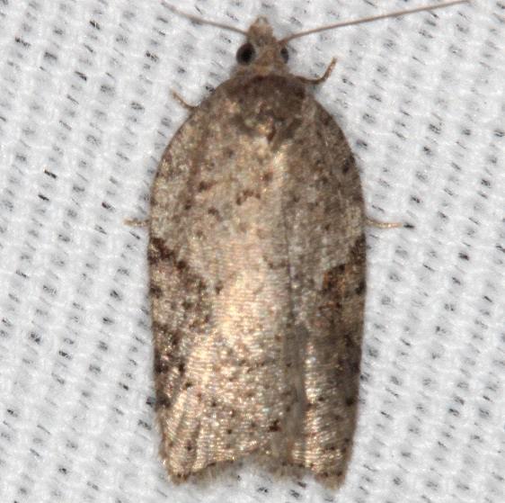 3523 Acleris cornana tentative yard 4-7-20