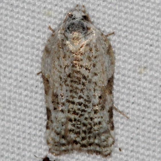 3526 Speckled Acleris Moth yard 5-9-15