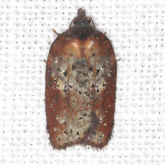3527 Acleris viburnana Shawnee-St Pk Cabin1 Oh 5-24-23