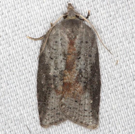 3527 Schaller's Acleris Moth Thunder Lake Mich UP 6-24-13