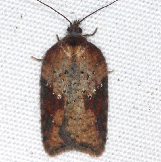3527 Schaller's Acleris Moth yard 11-4-15 (7)_opt