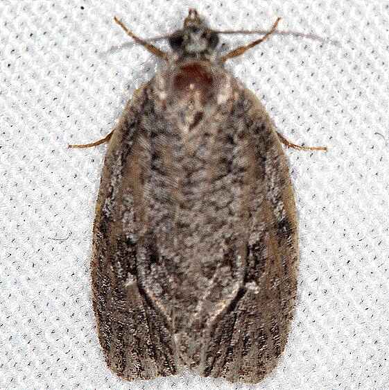 3529 Acleris oxycoccana Whispering-Pines-ResortThunder Lk Mich 8-25-21