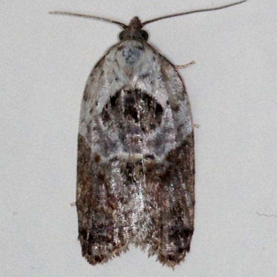 3530 Garden Rose Tortrix Moth Moth Cherry Tree Inn Victoria BC 8-15-14