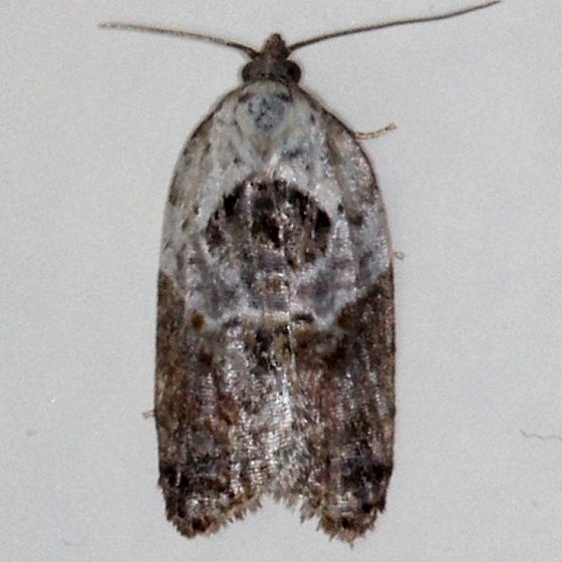 3530 Garden Rose Tortrix Moth Moth Cherry Tree Inn Victoria BC 8-15-14