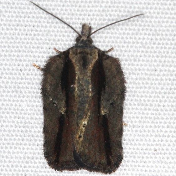 3530 Garden Rose Tortrix Moth yard 10-9-15