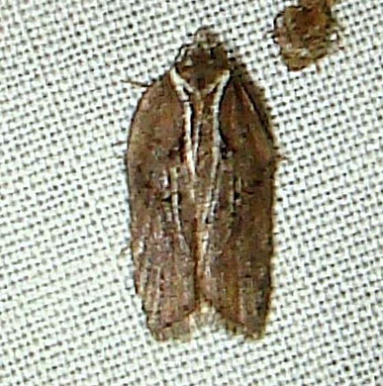 3531 Acleris hastiana variation yard 5-11-11_opt