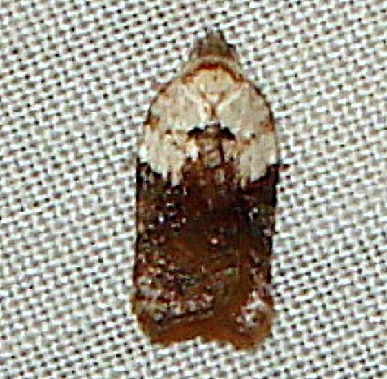 3532 Acleris fragariana Thunder Lake UP Mich 10-2-11