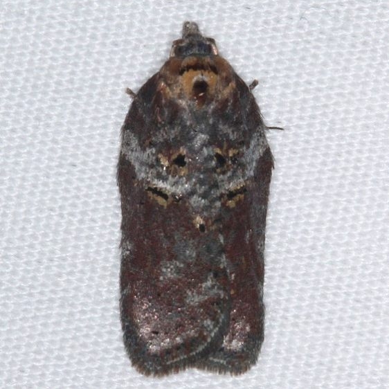 3533 Acleris celiana Thunder Lake UP Mich 9-25-15
