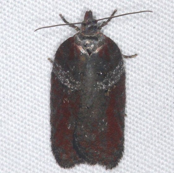 3533 Acleris celiana Thunder Lake UP Mich 9-27-15