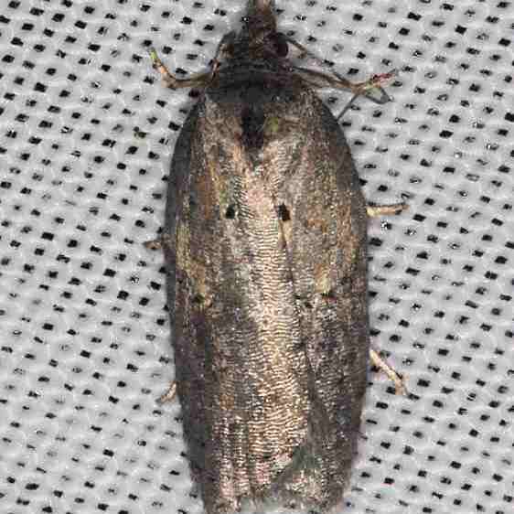 3534-Acleris-arcticana-Lake-of-the-Woods-BG-Ontario-7-24-16-6_opt