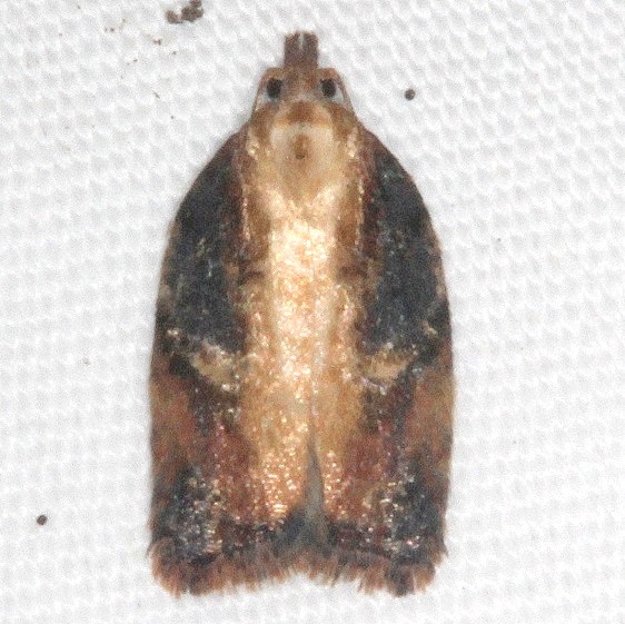 3536-Acleris-robinsoniana-BG-yard-6-30-21