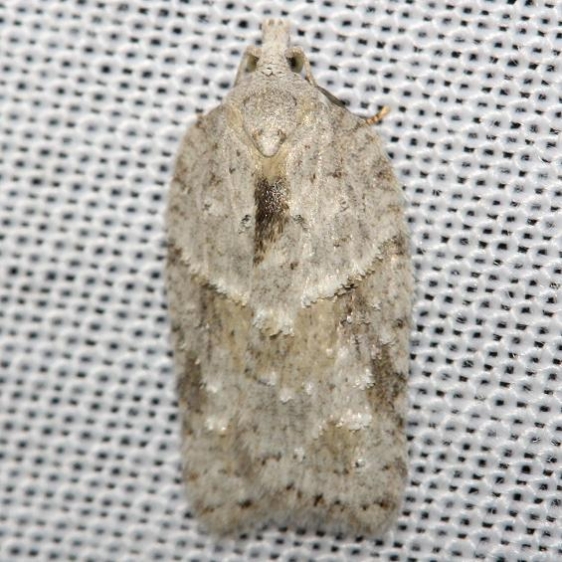 3540 Black-headed Birch Leaffolder Moth Thunder Lake UP Mich 9-29-12