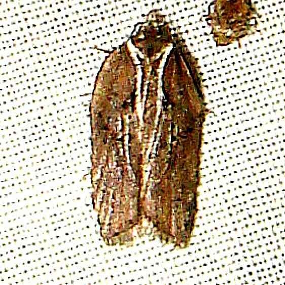 3542 Acleris flavivittana yard 5-11-11 (7)_opt