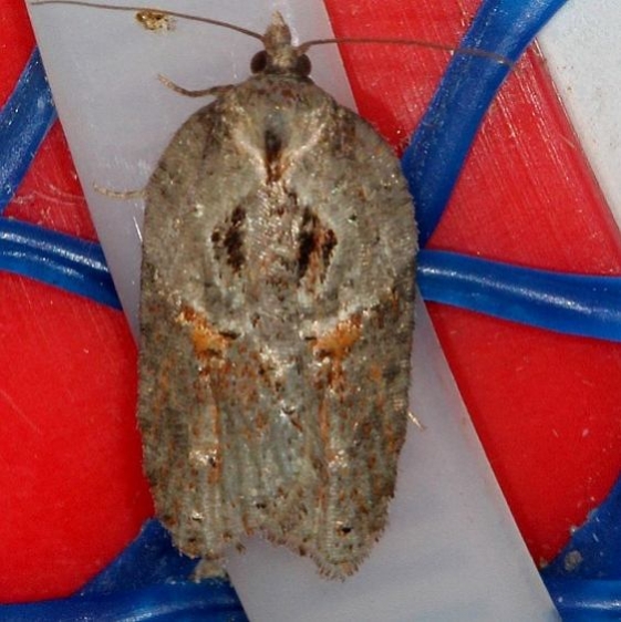 3543 Stained-back Leafroller Moth Thunder Lake UP Mich 9-28-14