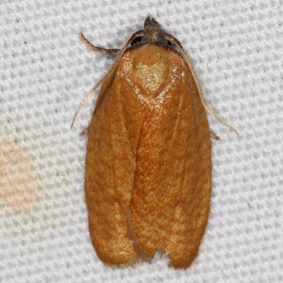 3545 Acleris minuta Campsite 119 Falcon St Pk Texas 10-25-16_opt