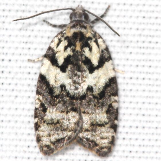 3548-Acleris-variana-BG-Goose-Bay-Camp-Lac-Seul-Canada-7-31-22