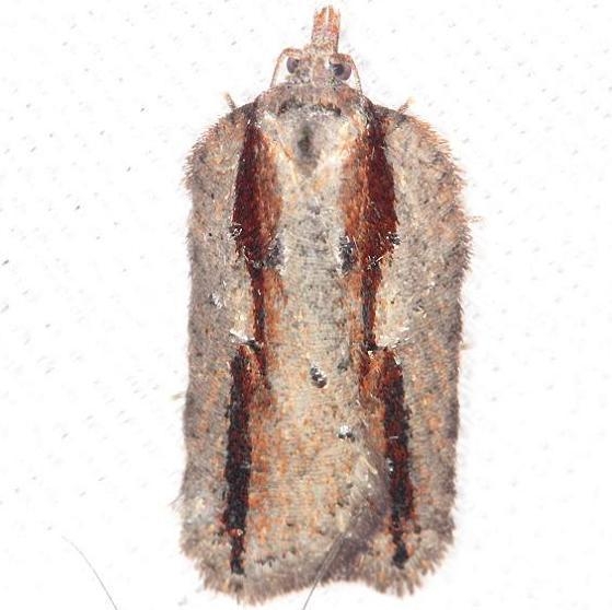 3550 Acleris youngana yard 4-10-13