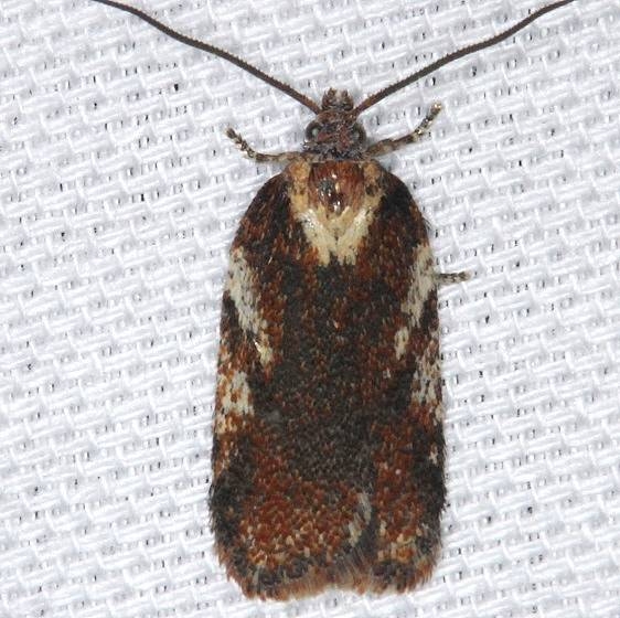 3552 Gray Rough-wing Moth Thunder Lake UP Mich 9-27-13