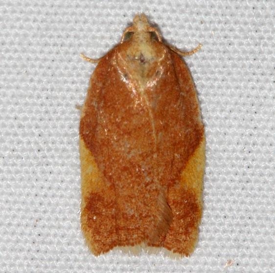 3560 Acleris foliana Colorado Natl Monument 6-18-17 (168)_opt
