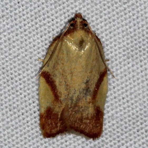 3560 Acleris foliana Colorado Natl Monument 6-18-17 (169)_opt