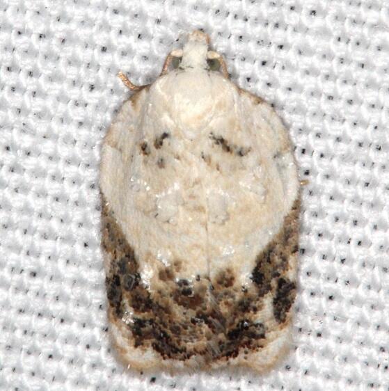 3563.97 Unidentified Acleris-BG Collier Seminole 3-8-22