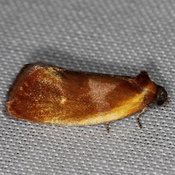 3565 Ferruginous Eulia Moth Thunder Lake Mich 6-21-13