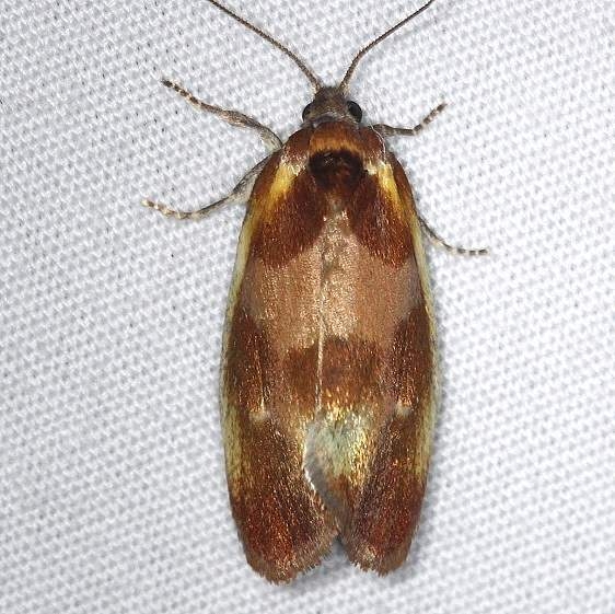 3565 Ferruginous Eulia Moth Thunder Lake UP Mich 6-21-14_opt