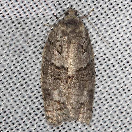 3572 Gray Leafroller Moth Thunder Lake Mich UP 6-24-13