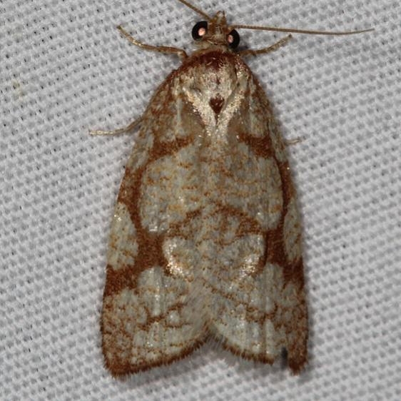 3581 Dorithia semicirculana Mesa Verde National Pk Colorado 6-9-17 (45)_opt