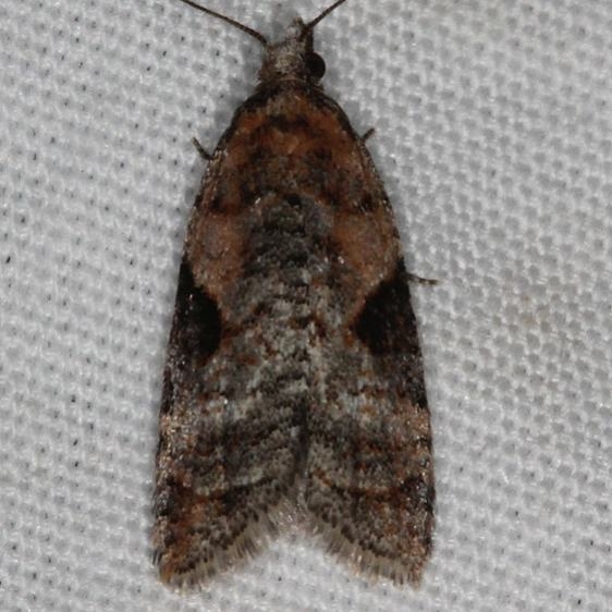 3583 Anopina triangulana Mesa Verde National Pk Colorado 6-9-17 (19)_opt