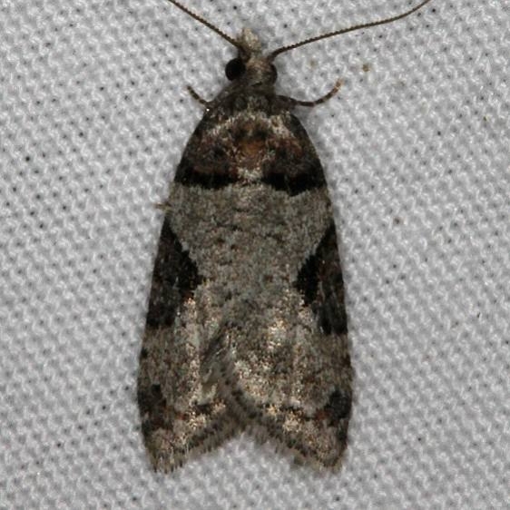 3584 Anopina adnana Mesa Verde National Pk Colorado 6-9-17 (4)_opt