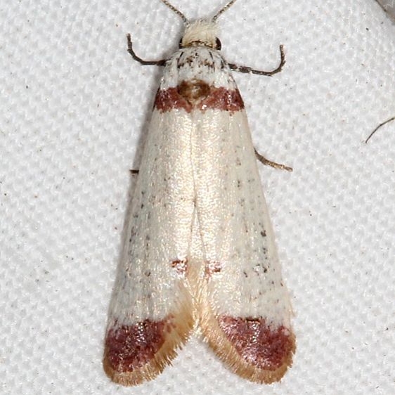 3590 Acroplectis haemanthes Colorado Natl Monument 6-18-17 (174)_opt