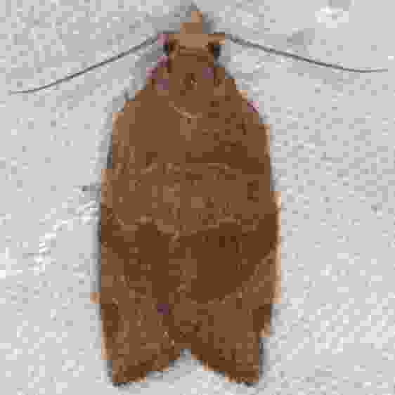 3592.1 Dark Fruit tree Tortrix yard 6-14-22