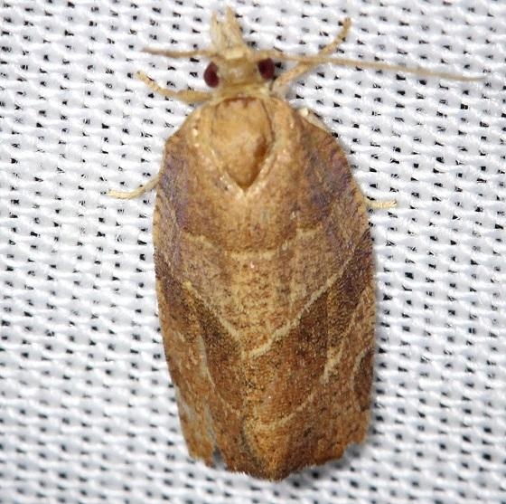 3594 Three-lined Leafroller Moth Shawnee St Pk Oh 6-14-13